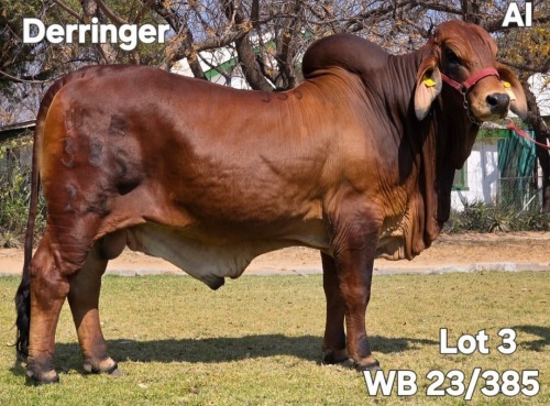 1 X RED BRAHMAN BULL WAYSIDE BRAHAMN STUD