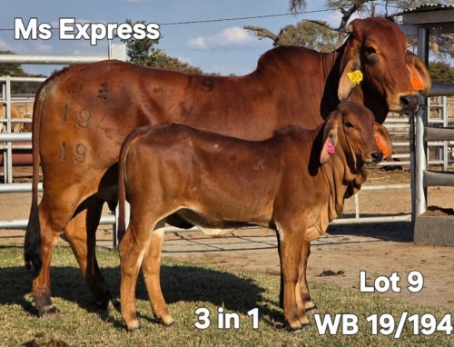 1+1 X RED BRAHMAN COW & CALF (3IN1) WAYSIDE BRAHAMN STUD