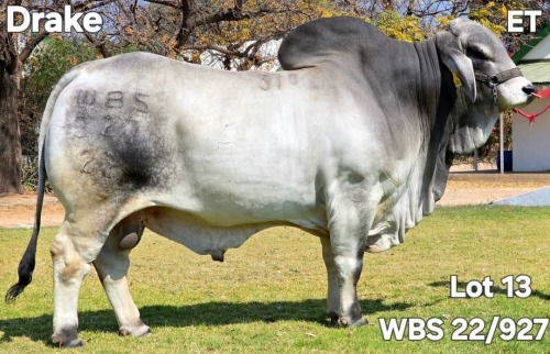 1 X GREY BRAHMAN BULL WAYSIDE BRAHMANSTUD