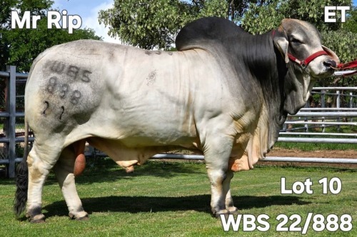 1 X GREY BRAHMAN BULL WAYSIDE BRAHMAN STUD