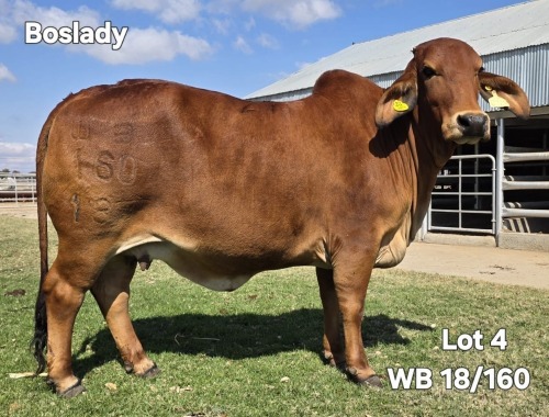 1 X RED BRAHMAN COW WAYSIDE BRAHAMN STUD