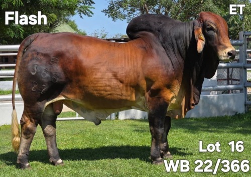 1 X RED BRAHMAN BULL WAYSIDE BRAHAMN STUD