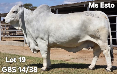 1 X GREY BRAHMAN COW WAYSIDE BRAHMANSTUD