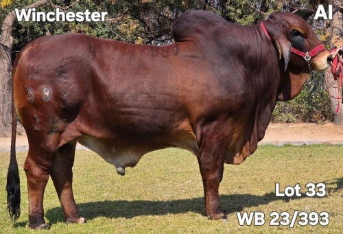 1 X RED BRAHMAN BULL WAYSIDE BRAHAMN STUD