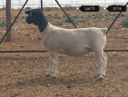 1x DORPER OOI/EWE Jowilize Dorpers STOET