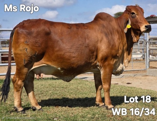 1 X RED BRAHMAN COW WAYSIDE BRAHAMN STUD
