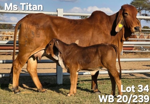1+1 X RED BRAHMAN COW & CALF WAYSIDE BRAHAMN STUD