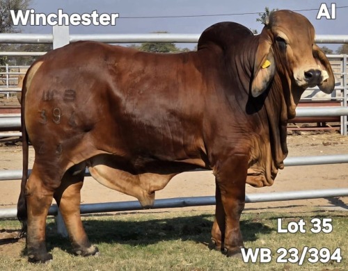 1 X RED BRAHMAN BULL WAYSIDE BRAHAMN STUD