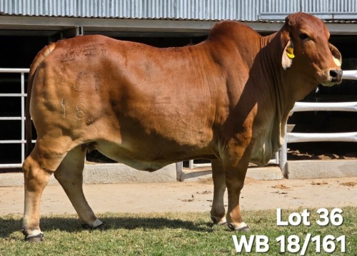 1 X RED BRAHMAN COW WAYSIDE BRAHAMN STUD