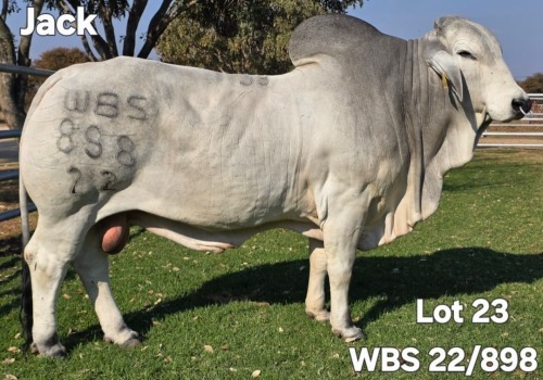 1 X GREY BRAHMAN BULL WAYSIDE BRAHMAN STUD