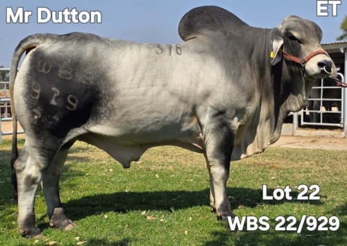 1 X GREY BRAHMAN BULL WAYSIDE BRAHMAN STUD