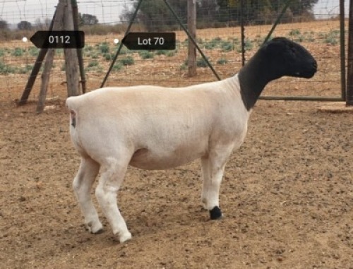 1x DORPER OOI/EWE Jowilize Dorpers TIEPE 5