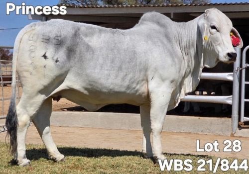 1 X GREY BRAHMAN COW WAYSIDE BRAHMAN STUD