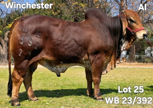 1 X RED BRAHMAN BULL WAYSIDE BRAHAMN STUD