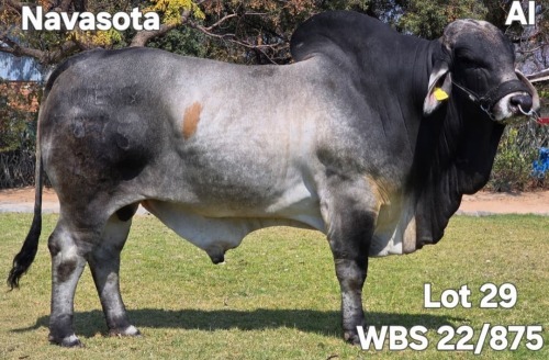 1 X GREY BRAHMAN BULL WAYSIDE BRAHMAN STUD