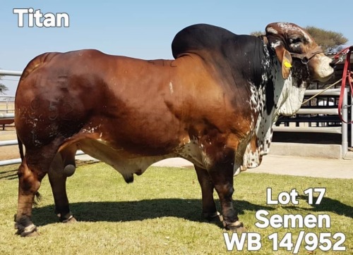20 X SEMEN SEMEN WAYSIDE BRAHMAN STUD (Per item to take the lot)