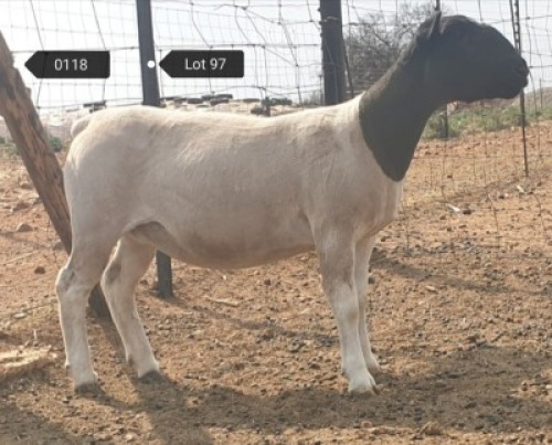 1x DORPER OOI/EWE Jowilize Dorpers STOET