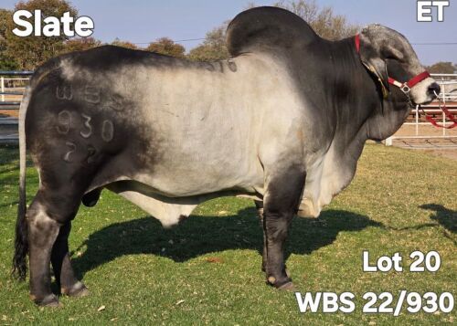 1 X GREY BRAHMAN BULL WAYSIDE BRAHMAN STUD