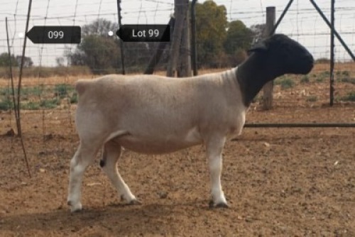 2x DORPER OOI/EWE Jowilize Dorpers (PER STUK OM LOT TE NEEM) KUDDE