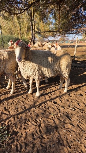 1 X Vleis Merino VROULIK