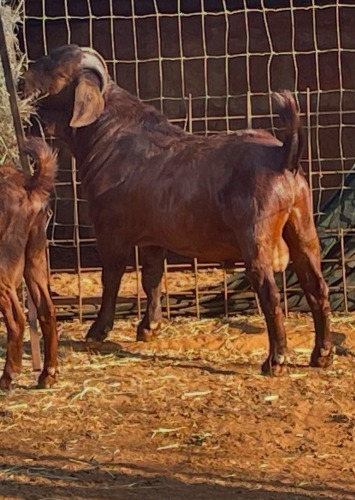 1 X Kalahari Red RAM (Per animal to take the lot)