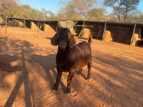 1 X Kalahari Red RAM (Per animal to take the lot)