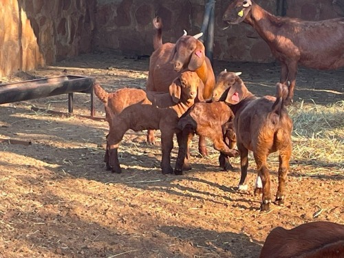 1+2 X Kalahari Red OOI (Per animal to take the lot)