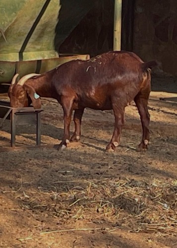 1+1 X Kalahari Red OOI (Per animal to take the lot)