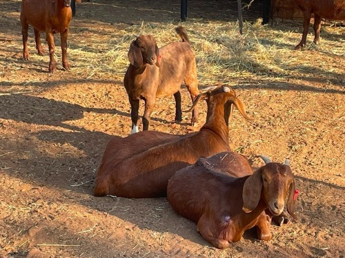 3 X Kalahari Red OOI (Per animal to take the lot)
