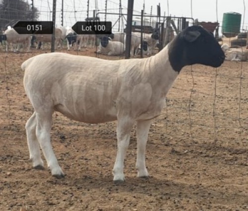 2x DORPER OOI/EWE Jowilize Dorpers (PER STUK OM LOT TE NEEM) KUDDE