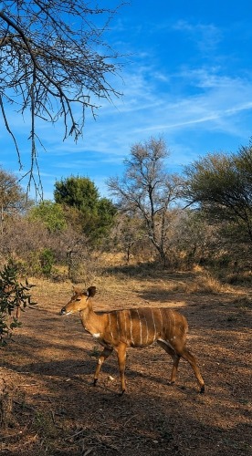 5 X Nyala Ooitjies (SLEGS OP KATALOGUS) OOI (Per animal to take the lot)