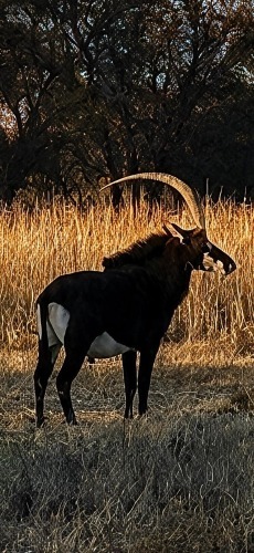 1 X Swartwitpens Bul (SLEGS OP KATALOGUS) BUL