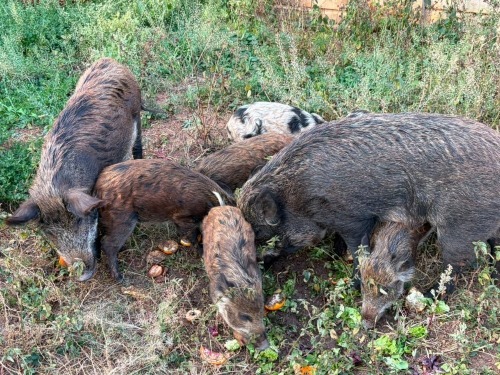 5 X Europese Bosvarkies (SLEGS OP KATALOGUS) MANLIK & VROULIK (Per animal to take the lot)