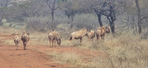 2 X Goue wildebees (SLEGS OP KATALOGUS) KOEI (Per animal to take the lot)