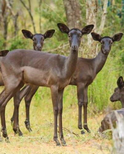 5 X Swart Rooibokke (SLEGS VOORBEELD FOTO) (SLEGS OP KATALOGUS) OOI (Per animal to take the lot)