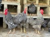 2 X Potch Koekoeke HEN (Per animal to take the lot) - 2