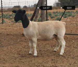 1x DORPER OOI/EWE Jowilize Dorpers TIEPE 5