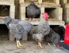2 X Potch Koekoeke HEN (Per animal to take the lot) - 4