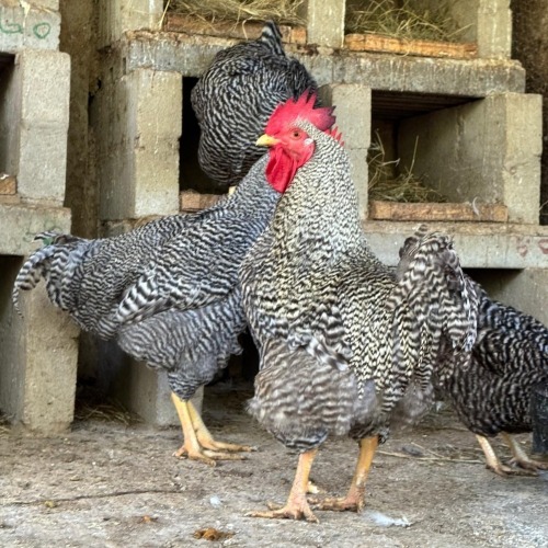 2 X Potch Koekoeke HEN (Per animal to take the lot)
