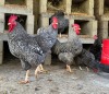 2 X Potch Koekoeke HEN (Per animal to take the lot) - 3