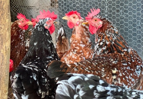 2 X Boschvelder HEN (Per animal to take the lot)