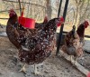 2 X Boschvelder HEN (Per animal to take the lot) - 3
