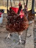 2 X Boschvelder HEN (Per animal to take the lot) - 4