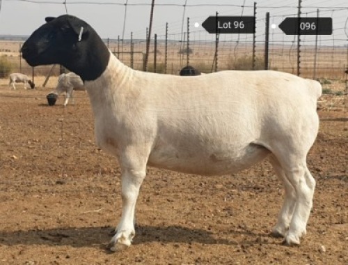 1x DORPER OOI/EWE Jowilize Dorpers STOET
