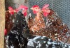 2 X Boschvelder HEN (Per animal to take the lot)
