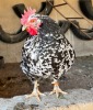 2 X Boschvelder HEN (Per animal to take the lot) - 2