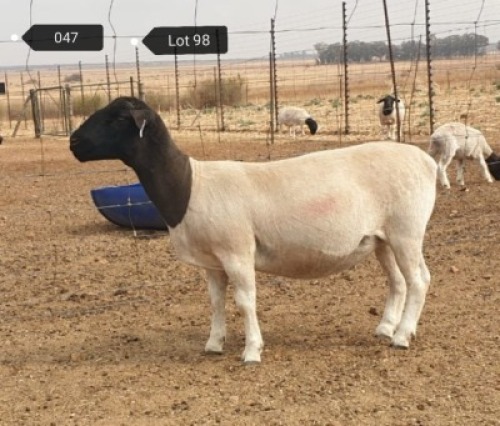 1x DORPER OOI/EWE Jowilize Dorpers STOET
