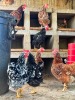 2 X Boschvelder HEN (Per animal to take the lot) - 5