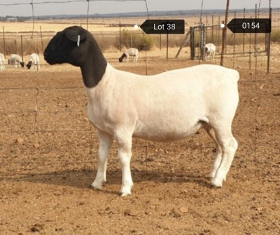 1x DORPER OOI/EWE Jowilize Dorpers TIEPE 5