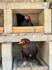 2 X Easter Eggers HEN (Per animal to take the lot) - 2